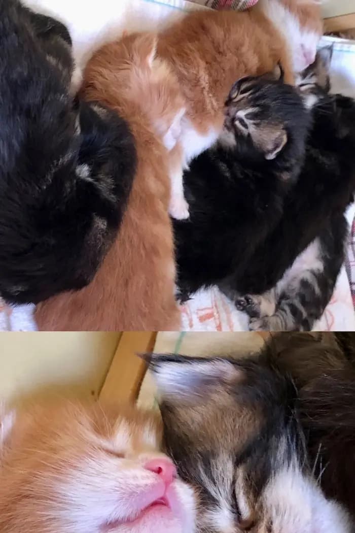 Canon's mainecoons