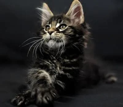 Canon's mainecoons