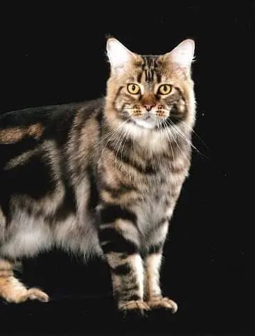 Canon's mainecoons
