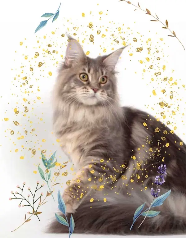 Canon's mainecoons
