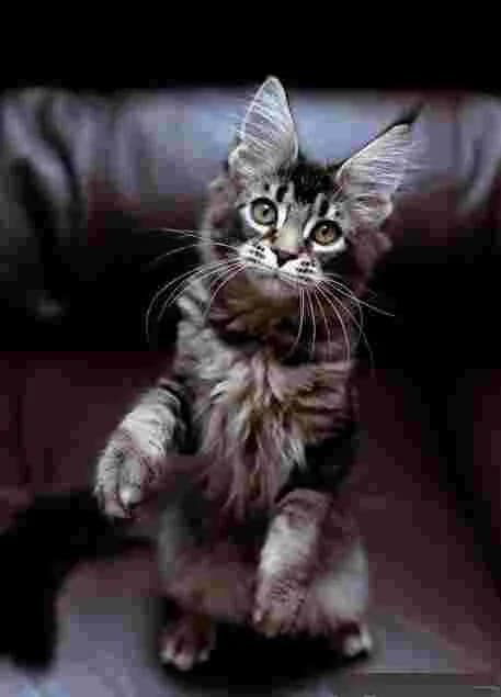 Canon's mainecoons