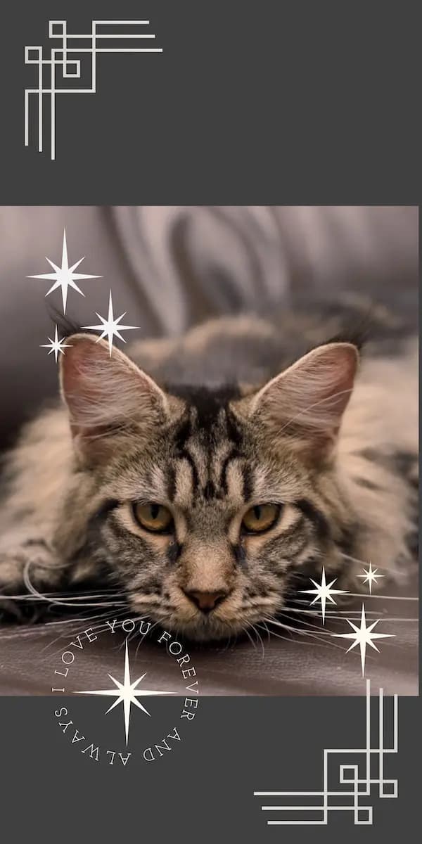 Canon's mainecoons