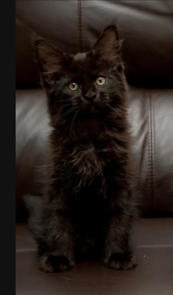 Canon's mainecoons