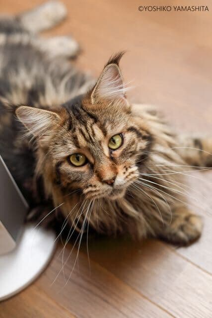 Canon's mainecoons