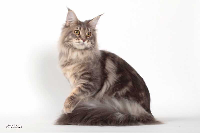 Canon's mainecoons