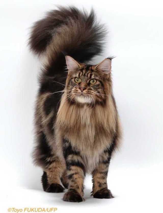 Canon's mainecoons