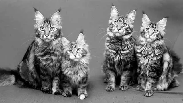 Canon's mainecoons