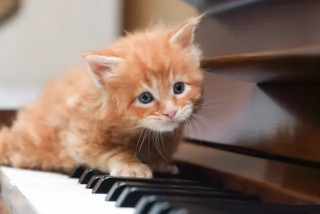 Canon's mainecoons