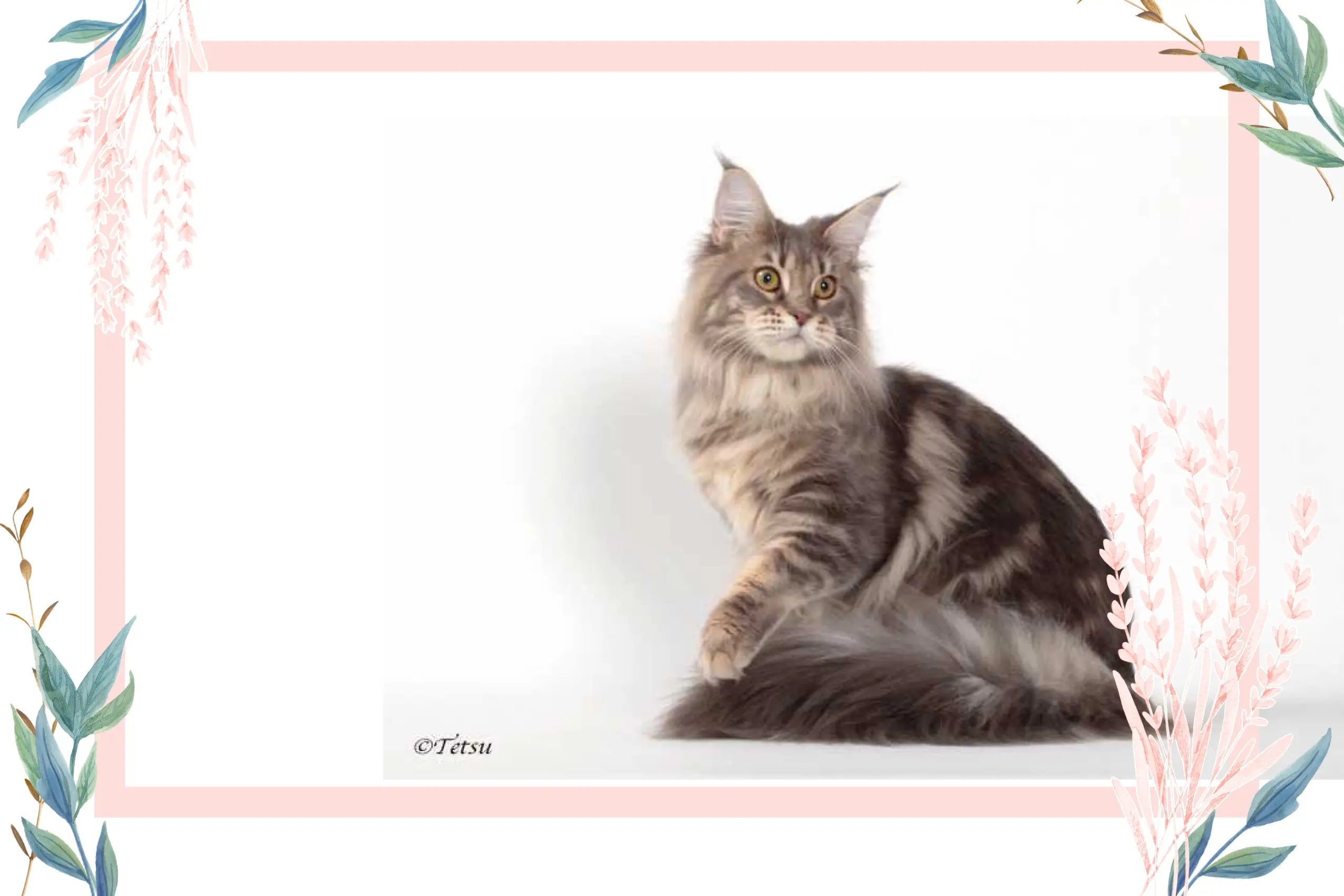 Canon's mainecoons